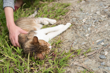 touch a cat