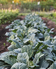 Kale Row