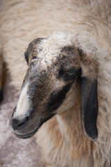 Naklejka premium portrait of a sheep