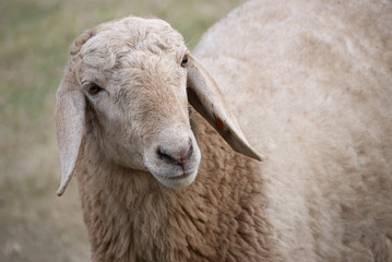 female sheep standing in the field