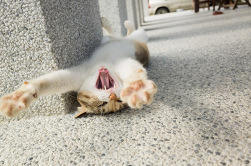 funny cat sleep © ChenPG