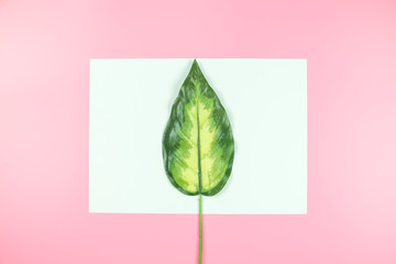 blank card with green leaves on pink background