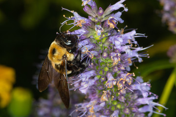 Bee Feeding