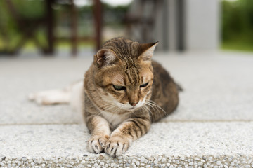 tabby old fat cat