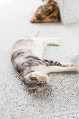 cat sleeping with her daughter