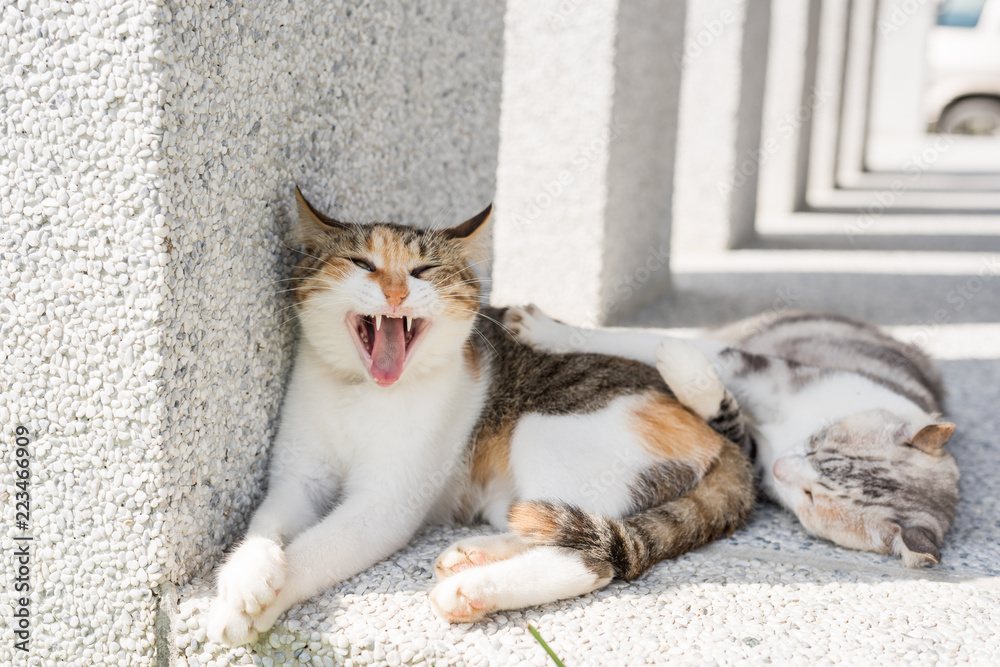 Wall mural cat sleeping with her daughter