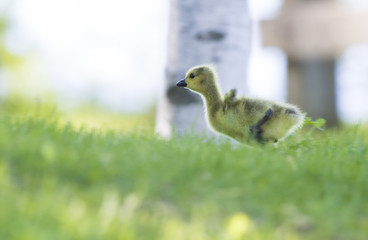 Canada Geese  goslings 