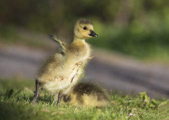 Canada Geese  goslings 