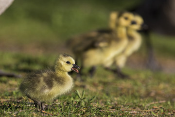 Canada Geese  goslings 
