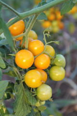 Bunch of yellow cherry tomatoes