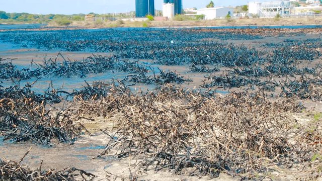 Dead mangrove stumps covered in heavy black oil in asphalt lake, Curacao - September 2018