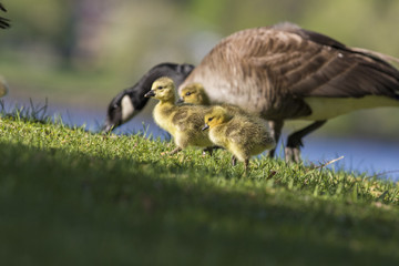 canada goose babies in spring