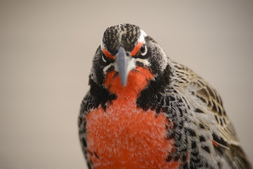 Sturnella Loyca (common loica), bird of strong colors. They can be observed on the southern coast of Patagonia and the Falkland Islands. 