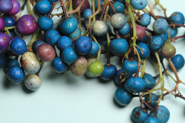 colorful beads ampelopsis glandulosa on blue background