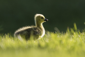 canada goose babies in spring