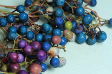 colorful beads ampelopsis glandulosa on blue background