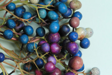 colorful beads ampelopsis glandulosa on blue background