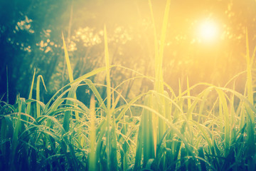 Fototapeta na wymiar grass field at sunrise,relax spring nature wallpaper background