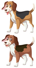 A set of happy beagle