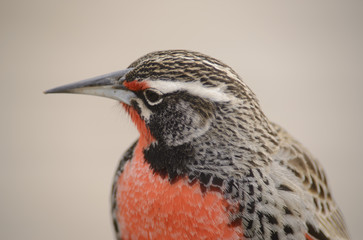 Sturnella Loyca (common loica), bird of strong colors. They can be observed on the southern coast of Patagonia and the Falkland Islands. 