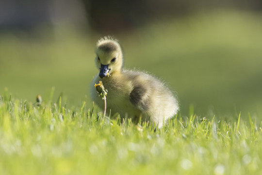 canada goose babies in spring