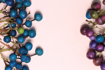 colorful beads ampelopsis glandulosa on pink background