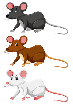 Three different colour of rat
