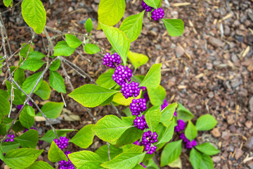 flowers in the garden