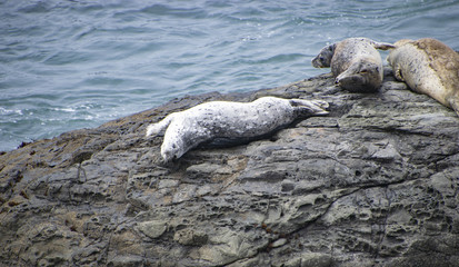 Fototapeta premium Harbor Seals on the N. California coast