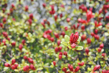 つぼみ 春 素材