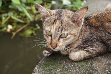 close up cute cat on cement floor