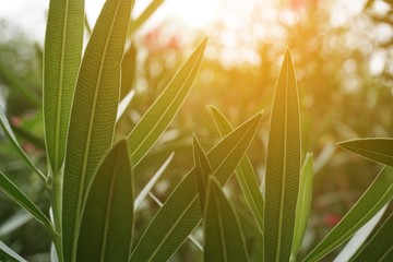 beautiful Nerium oleander leaves and sunlight