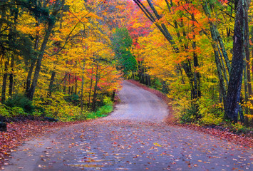 Fall Colours at Algonquin, Ontario along a winding road - obrazy, fototapety, plakaty