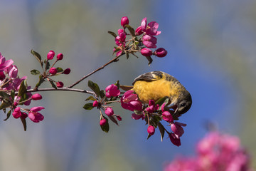 baltimore oriole in spring