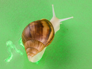 a snail in the background of green