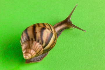 a snail in the background of green