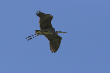 great blue heron (Ardea herodias) 