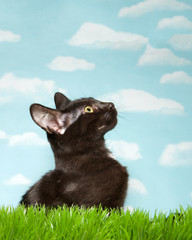 Cute black kitten crouched in tall green grass, profile view looking up to viewers right. Blue background sky with clouds. Vertical presentation.