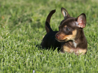 Chihuahua Puppy in Grass