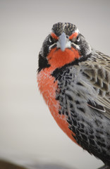 Sturnella Loyca (common loica), bird of strong colors. They can be observed on the southern coast of Patagonia and the Falkland Islands. 