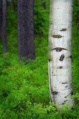 Aspen Birch Tree in Forest