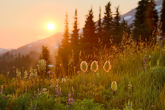 Sunset on Mt Rainier and alpine flowers