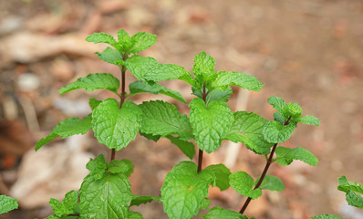 Lemon balm in the garden.