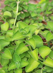 Kalanchoe pinnata plant.
