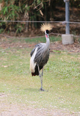 Grey crowned crane (Balearica regulorum) in zoo.
