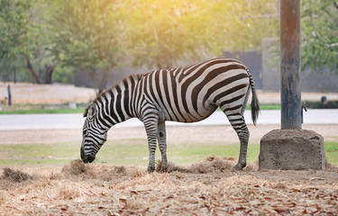 Portrait of zebra in thailand zoo.