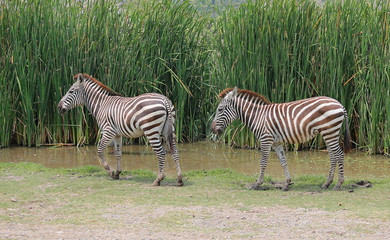Fototapeta na wymiar Portrait of zebra in thailand zoo.