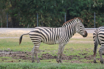Fototapeta na wymiar Portrait of zebra in thailand zoo.