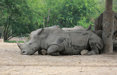 Obraz premium Nosorożec biały w zoo w Tajlandii.