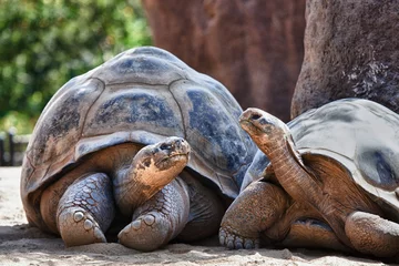 Foto op Canvas Two Galapagos Tortoises having a conversation © paulacobleigh